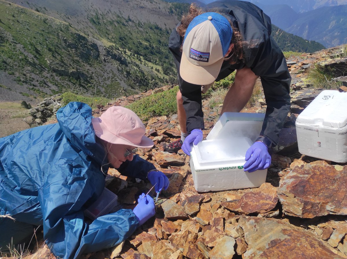 Fabio Zanarello (@fzanarello) on Twitter photo Bioinformatics has never been so wild.
Sampling Xatardia plant to build and annotate its genome using long read sequencing. Supervised by <a href="/Silvia_Torello/">Sílvia</a> and <a href="/RodericGuigo/">Roderic Guigó</a> , guided by <a href="/pladevallclara/">Clara Pladevall 🎗</a> and Manel. <a href="/CRGenomica/">Centre for Genomic Regulation (CRG)</a> <a href="/GuigoLab/">Guigó Lab</a>, <a href="/LongtrecEU/">LongTREC</a> <a href="/Andorra_RI/">Andorra Recerca + Innovació</a> Bioinformatics has never been so wild.
Sampling Xatardia plant to build and annotate its genome using long read sequencing. Supervised by <a href="/Silvia_Torello/">Sílvia</a> and <a href="/RodericGuigo/">Roderic Guigó</a> , guided by <a href="/pladevallclara/">Clara Pladevall 🎗</a> and Manel. <a href="/CRGenomica/">Centre for Genomic Regulation (CRG)</a> <a href="/GuigoLab/">Guigó Lab</a>, <a href="/LongtrecEU/">LongTREC</a> <a href="/Andorra_RI/">Andorra Recerca + Innovació</a>