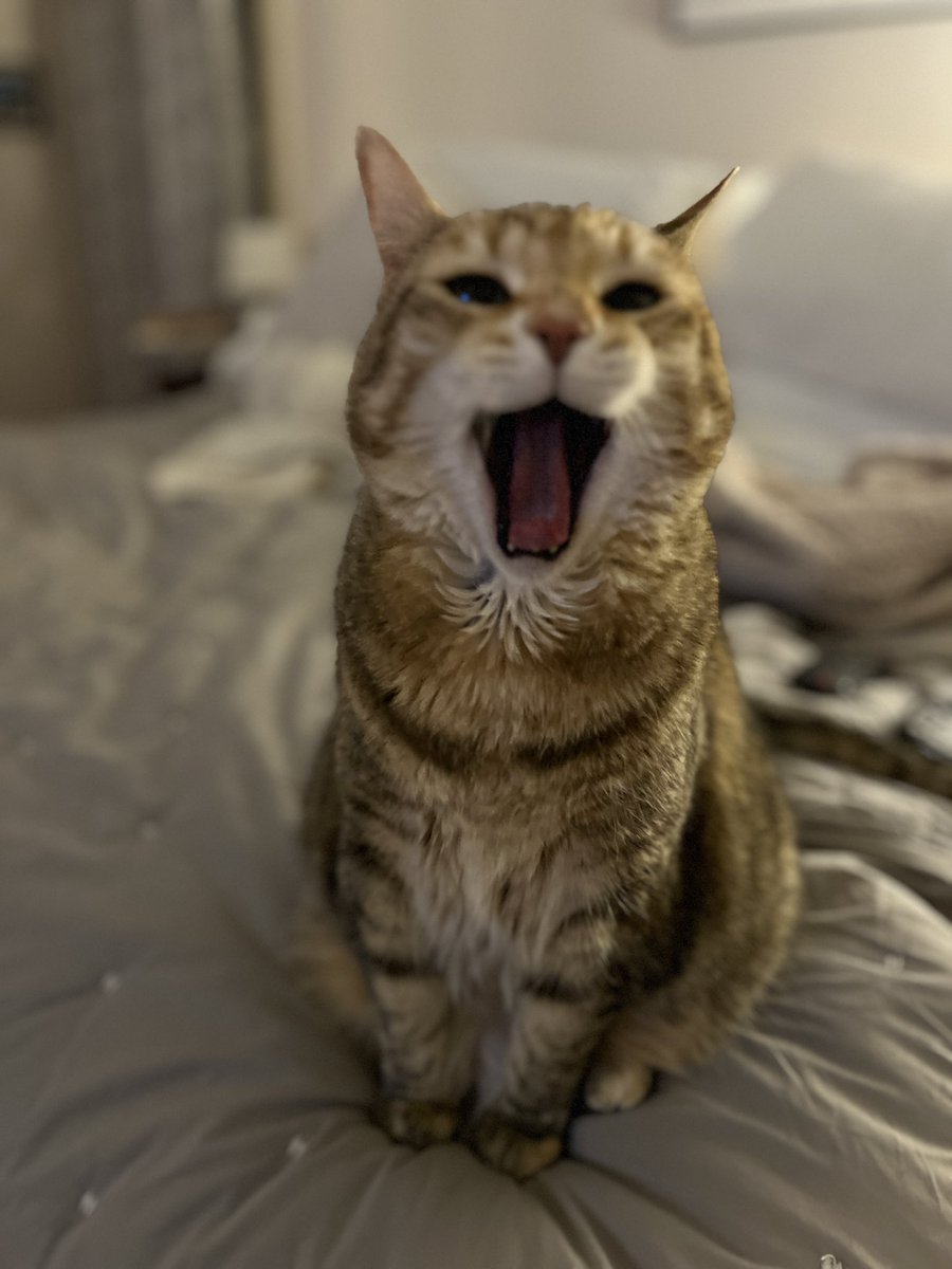CarolynGraham's tweet photo. So… #internationalcatday2024 you say? Hazel and Todd are here for it, apparently. https://t.co/Sw9fdeYGKw