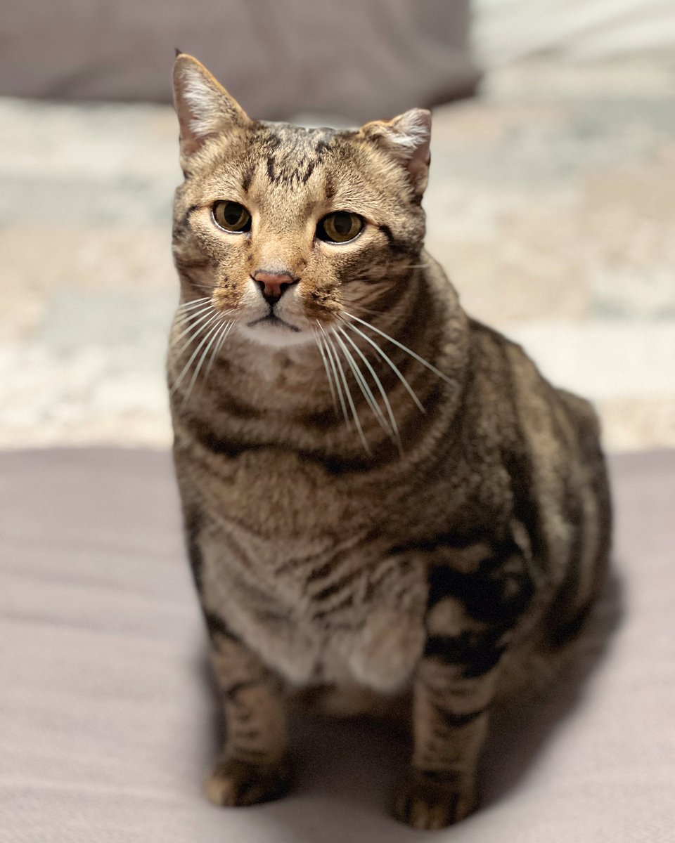 So… #internationalcatday2024 you say? Hazel and Todd are here for it, apparently.