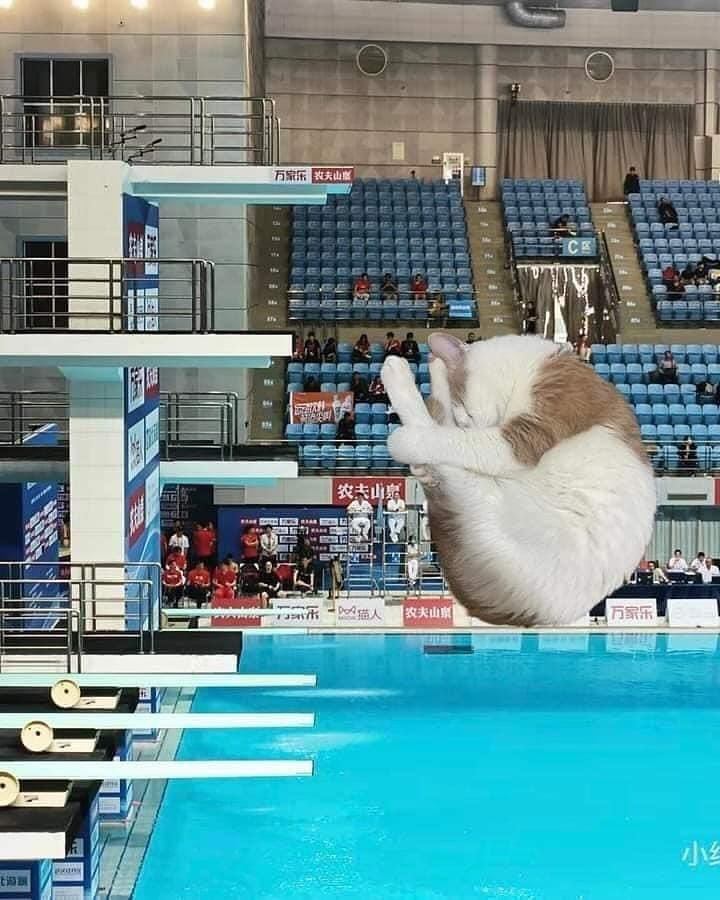 TodoDiaGatinhos's tweet photo. Gatinho olímpico
Qual a nota para ele? https://t.co/m6DAGEL0Dx