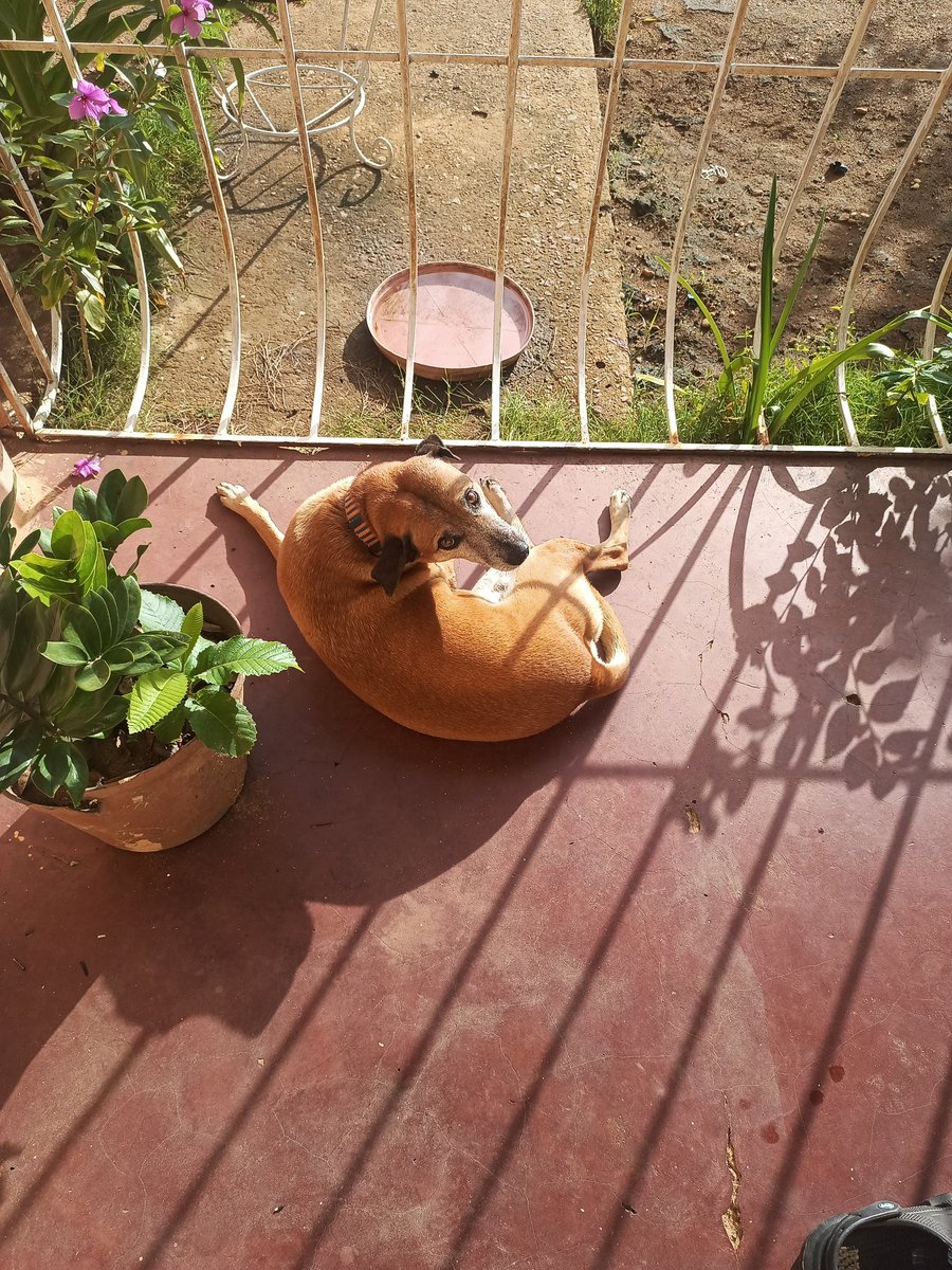 David López (@lopdavicito) on Twitter photo 