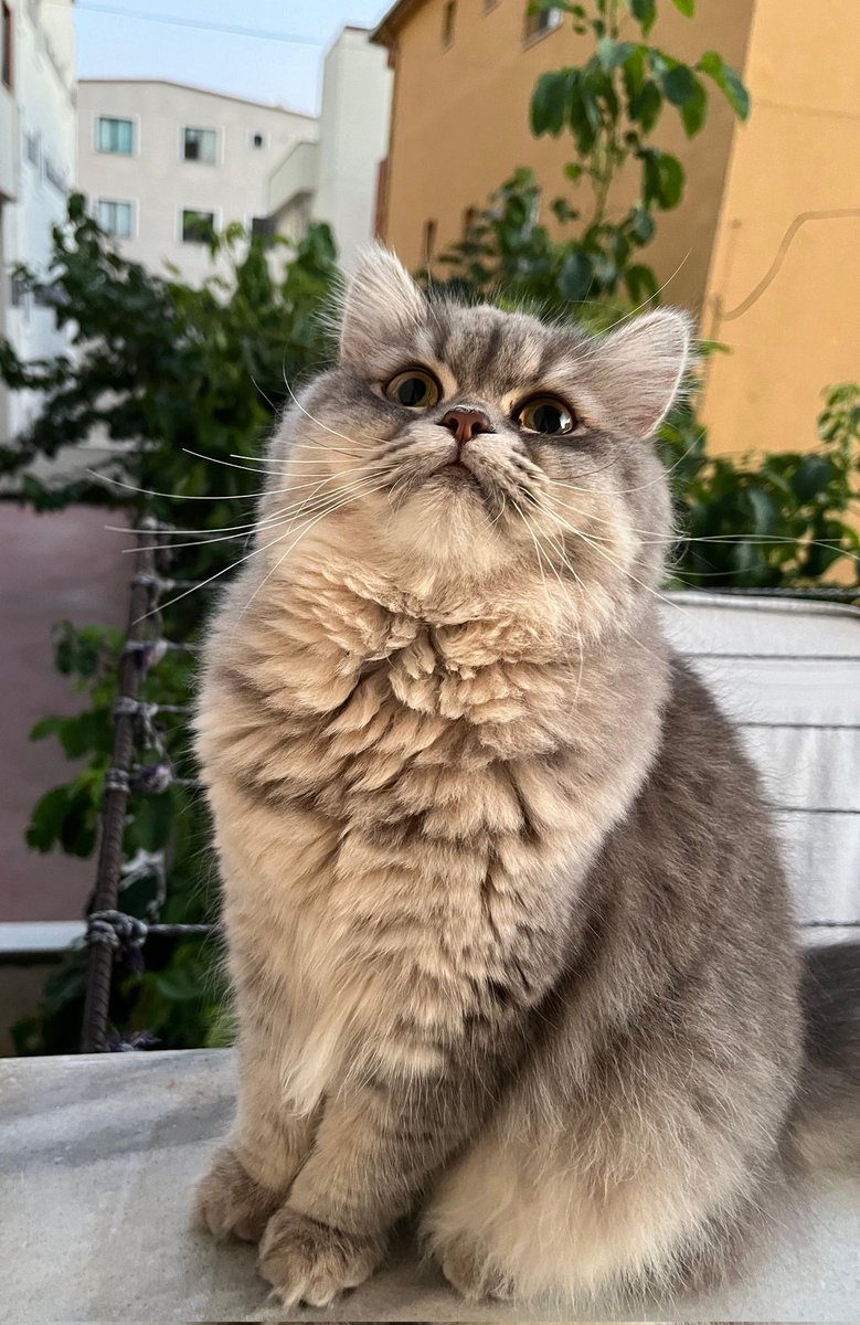 xursulaa's tweet photo. @gztcom Kızımın güzelliği ❤️ https://t.co/9pcBEn2TpK