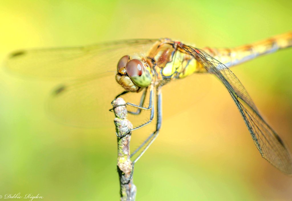 RigdenDebbie's tweet photo. Common Darter Dragonfly taking a break
#commondarter #Dragonfly #insects #nature #wildlife https://t.co/jevbTGMA9N