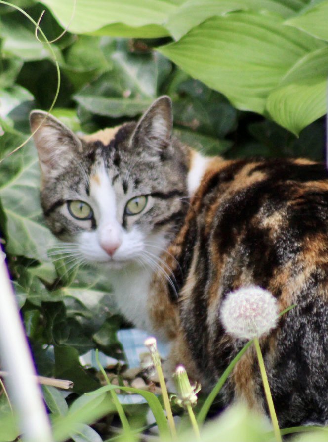 MariaRu33675557's tweet photo. @Jules31415 #internationalcatday2024 ๐ป .. didnโt download pic of my #TrumpyCat (orange ๐๐ป like urโs ..) #Calicat #TJ ๐ป
@Spike19621 @aTeXan575 https://t.co/U09y7phid2