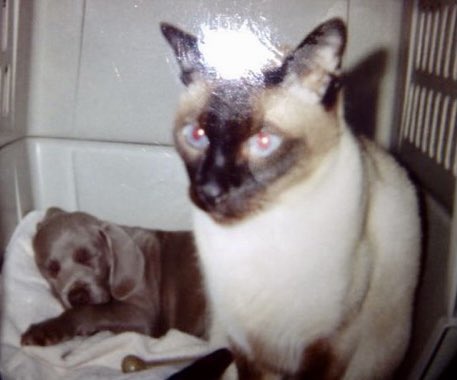 MariaRu33675557's tweet photo. @Jules31415 #internationalcatday2024 ๐ป .. didnโt download pic of my #TrumpyCat (orange ๐๐ป like urโs ..) #Calicat #TJ ๐ป
@Spike19621 @aTeXan575 https://t.co/U09y7phid2