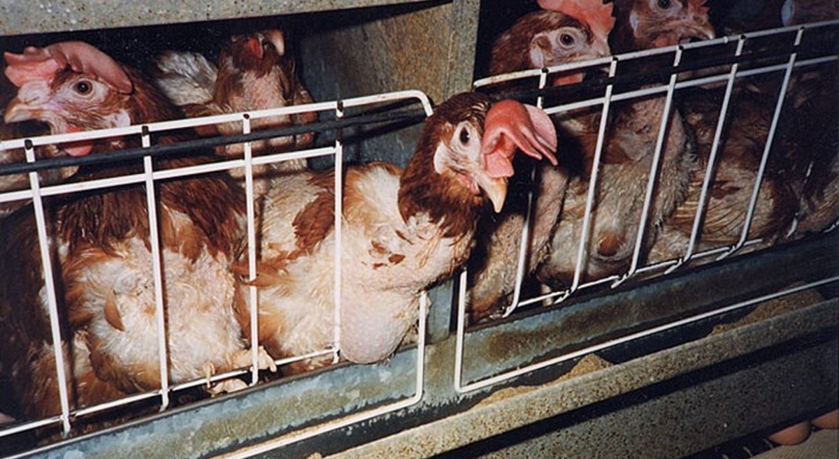 philip_ciwf's tweet photo. The factory farming of animals is quite simply the biggest abuse of animals on our planet.
We cruelly cage &amp; abuse animals in wicked ways. Out of sight &amp; mind.
We need a radical shift in the way humans view all species
#KindnessMatters https://t.co/5oUQ1gI2I8