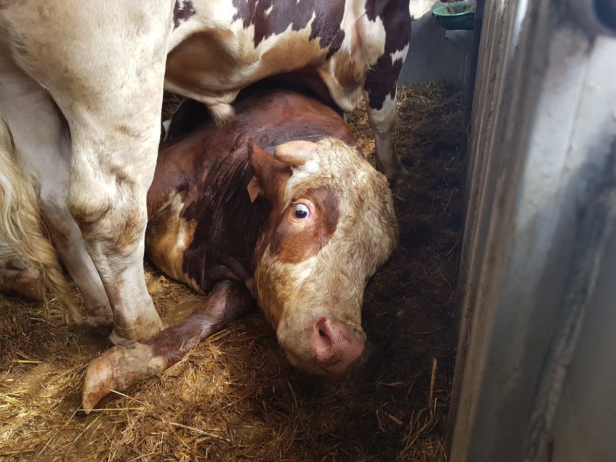 philip_ciwf's tweet photo. The factory farming of animals is quite simply the biggest abuse of animals on our planet.
We cruelly cage &amp; abuse animals in wicked ways. Out of sight &amp; mind.
We need a radical shift in the way humans view all species
#KindnessMatters https://t.co/5oUQ1gI2I8