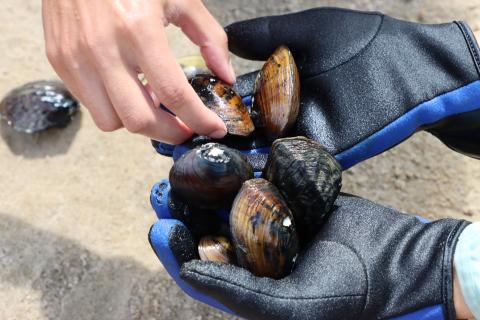 usfs_srs's tweet photo. For the first time, researchers can quantify mussel population health. The Mussel Assemblage Health Index (MAHI), developed by an SRS researcher, can help detect mussel declines to evaluate conservation &amp; management strategies. 

Read more on #CompassLive: https://t.co/iL5s5YKK2L https://t.co/SZbScrwyM6