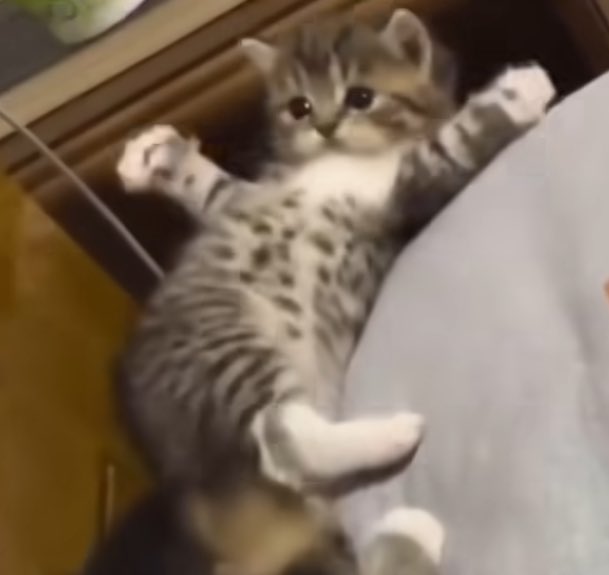 beef bibbler tweet media