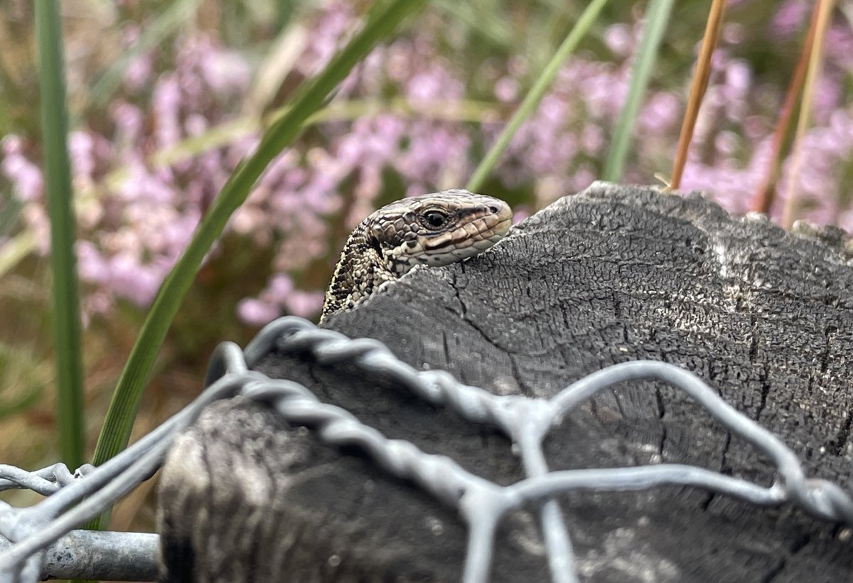 SaltwaterlifeUK's tweet photo. π¦ Came across these critters (Zootoca vivipara) by chance earlier this week. I love seeing lizards, having them hang around long enough for me to photograph them is a bonus!
#lizard #commonlizard #zootocavivipara #wildlife #nature #reptile #outdoors #wildlifephotography https://t.co/n1NcMkdFJG