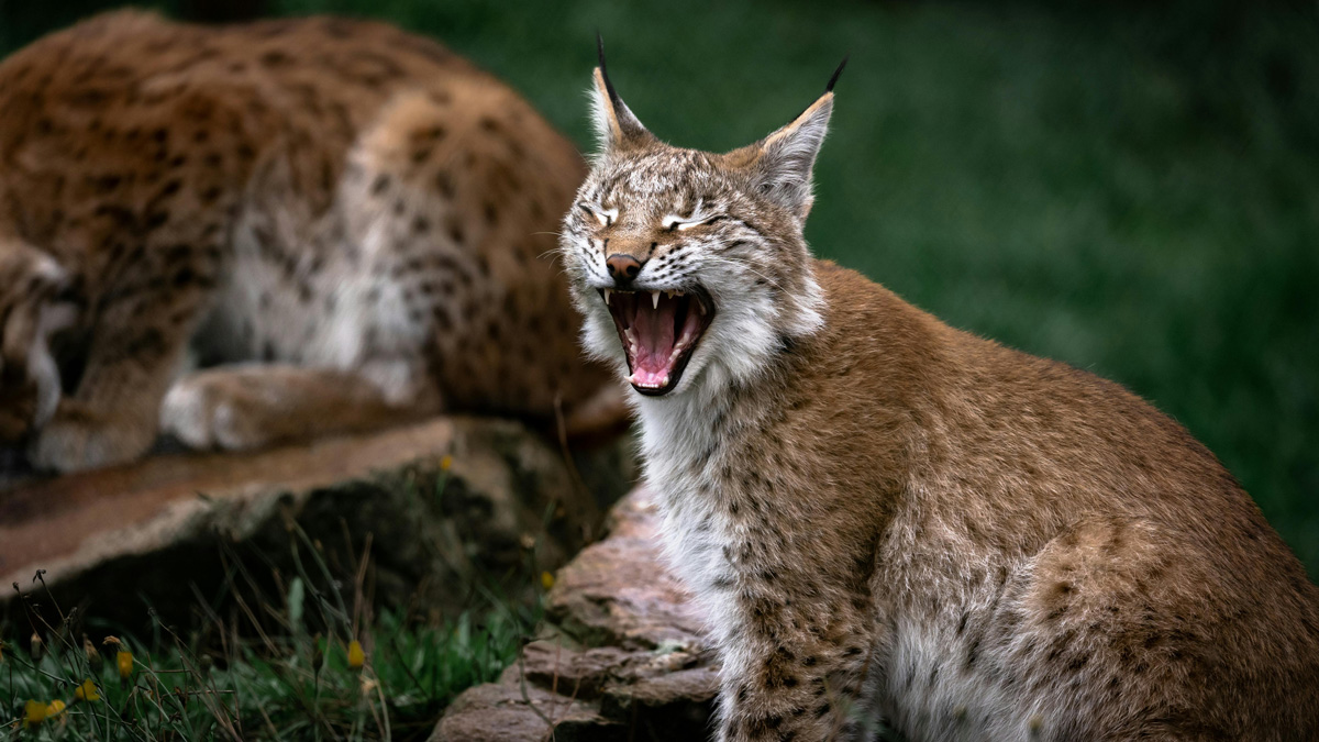 TXST Bobcat Shuttle tweet media