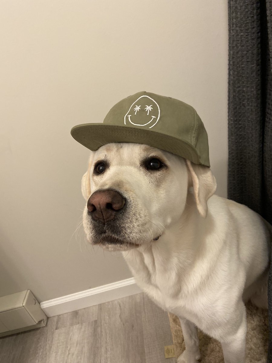 alexmann94's tweet photo. @Iration Sebastian is loving the concert merch!! https://t.co/7lfYBKZqL1
