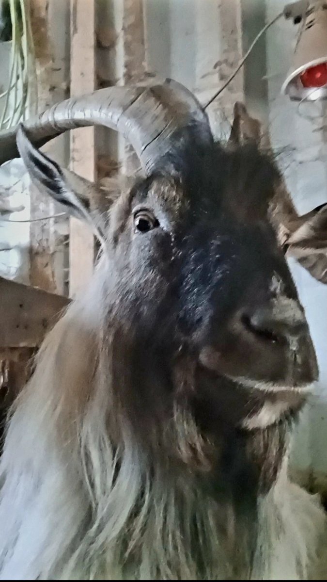 catlowry54's tweet photo. Smiling away as he is tucked in already for the night. #MacDara doesn't do Summers wanting to be Winter 😃 ❤️ King of the Hilltop here https://t.co/ldhpkQofGW