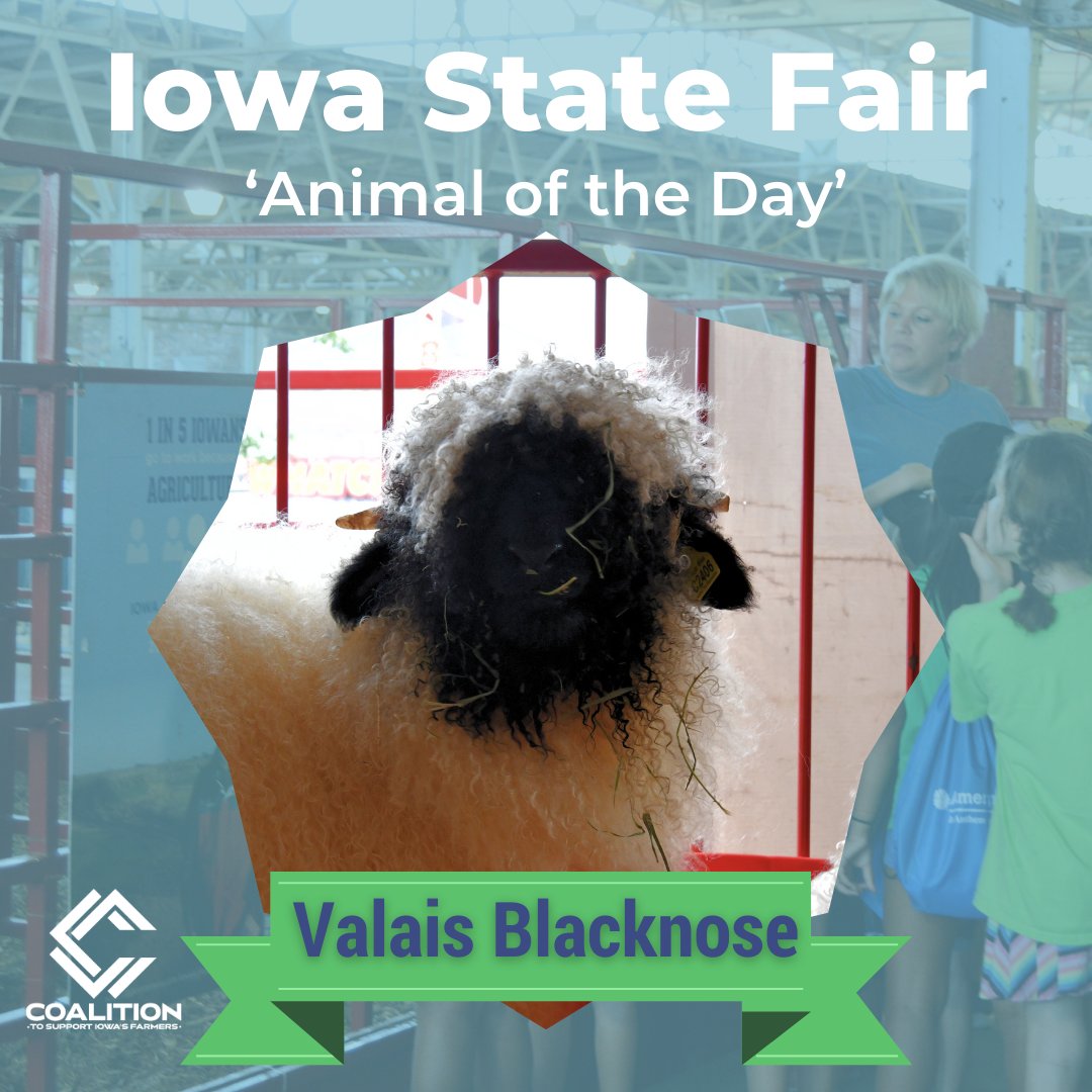 supportfarmers's tweet photo. Today's Animal of the Day: The Valais Blacknose! 🐑

Fun Fact: The Valais Blacknose is often called the "world's cutest sheep" due to its distinctive black face and curly white fleece.

Brought to you by the Avenue of Breeds, proudly sponsored by the WHO Big Show. https://t.co/idTHN9Ue5N