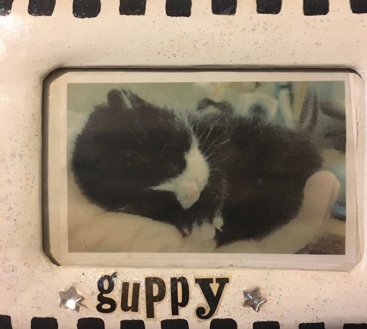 edmundmcmillen's tweet photo. Sadly guppy passed away 9+ years ago. He was a great cat. https://t.co/IcMDZSFkp8