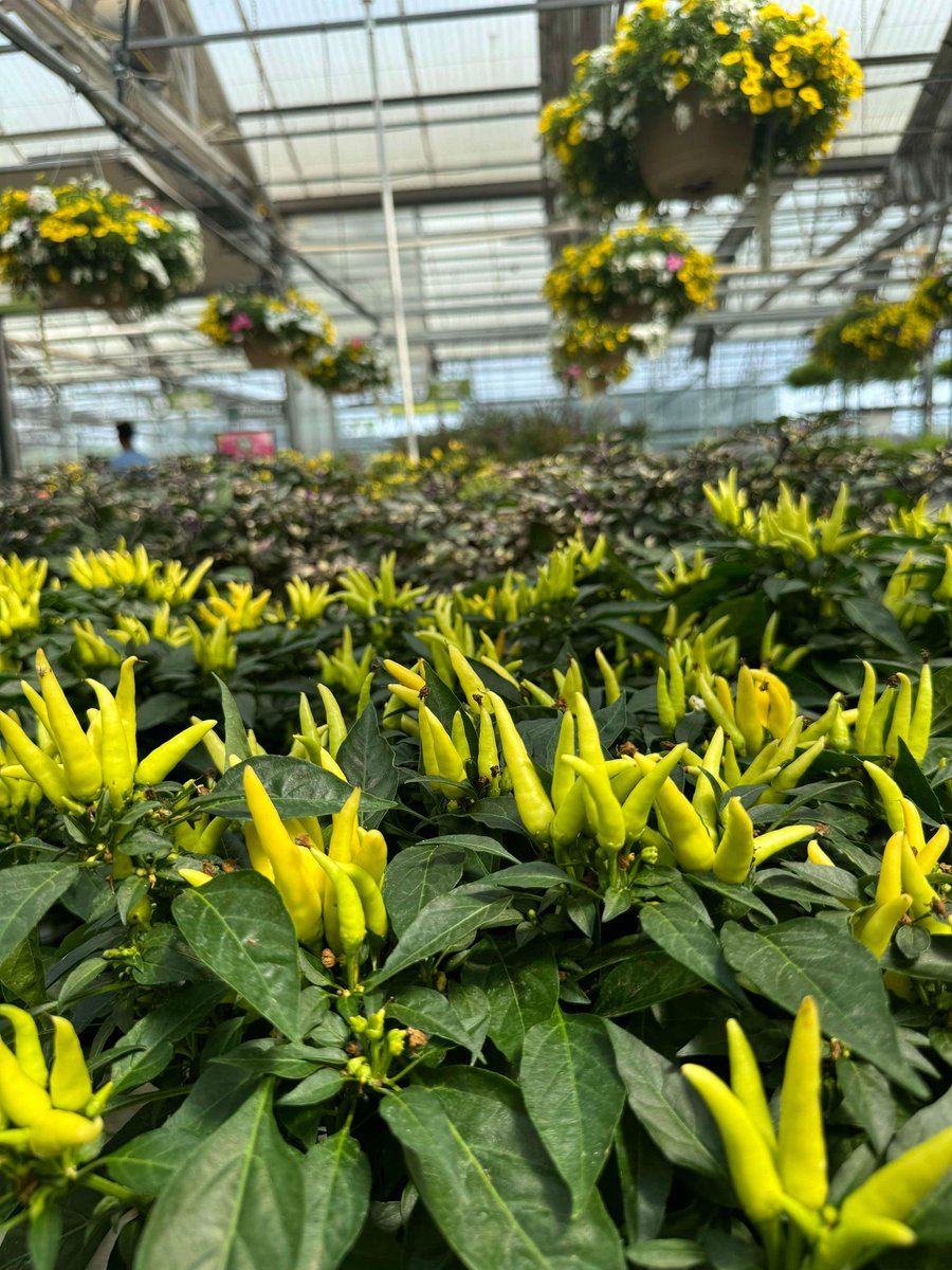 Fall is slowly sneaking in 👀 Who's ready? 🙋‍♀️

#mums #mum #chrysanthemum #fall #autumn #annuals #plants #plant #grow #nursery #greenhouse #gardencenter #bestofeveryseason #alsipnursery