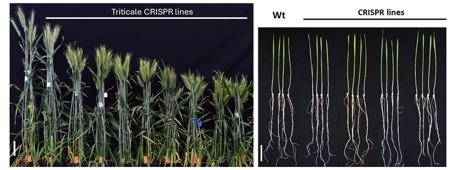 Juan M Debernardi (@jmdebernardi) on Twitter photo We just published a simple approach for precise control of wheat and triticale plant height without affecting seedling size. Hope you find it useful
biorxiv.org/content/10.110… We just published a simple approach for precise control of wheat and triticale plant height without affecting seedling size. Hope you find it useful
biorxiv.org/content/10.110…