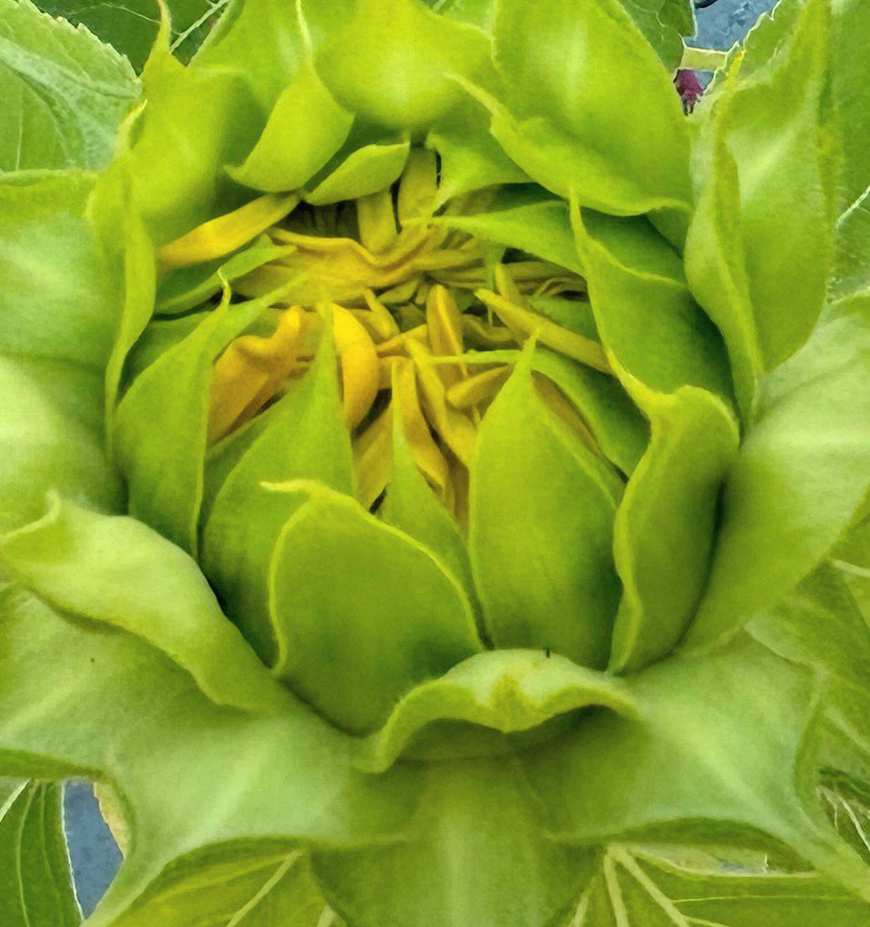 rorob543's tweet photo. I have always loved Gnomes. And I’m fluent in Gnomish .
#NaturePhotography #bekind #sunflowers #myprotector.#gnome #NatureLovers #gratitude #ThursdayFeeling #getoutside https://t.co/zeeE98sGL5