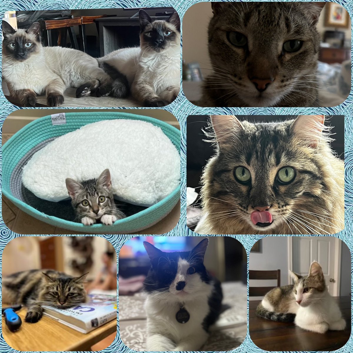 HoustonMedImage's tweet photo. Happy World Cat Day from Houston Medical Imaging!Our team is celebrating with a special collage of our own furry friends. Meet the cats of HMI! 🐱💙
https://t.co/veSLTL1s63
#CatDay #WorldCatDay #HMI #TeamPets https://t.co/KopuxX0uph
