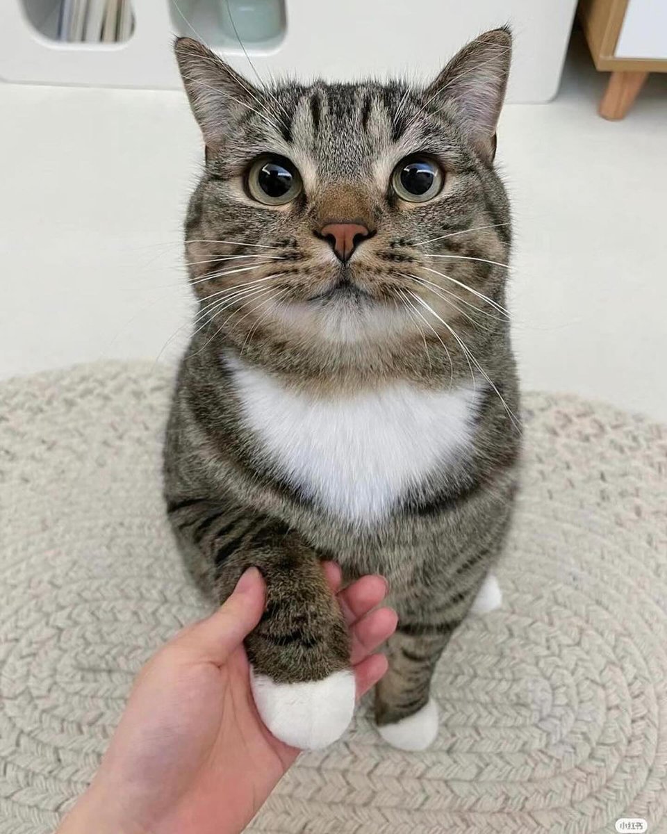 PunchingCat's tweet photo. i wish i had enough followers so I can say "meow" and 100 people would reply with "real" https://t.co/ltSyQAjK44