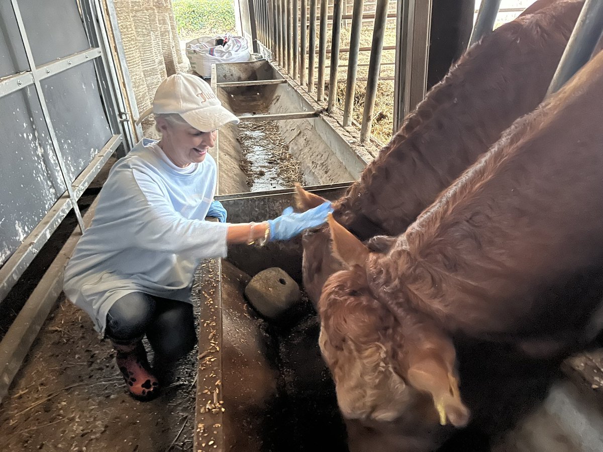 BeckyWant's tweet photo. Down on this amazing farm in Lincolnshire #Farm24 Listen out from 10pm on your #BBCLocalRadio #Bulls #MuckSpreading 😊 https://t.co/U0kL2iBNs3