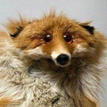 𝑩𝑨𝑰𝑯𝑬𝑵𝑮 .ᐟ (@muavevixen) on Twitter photo 