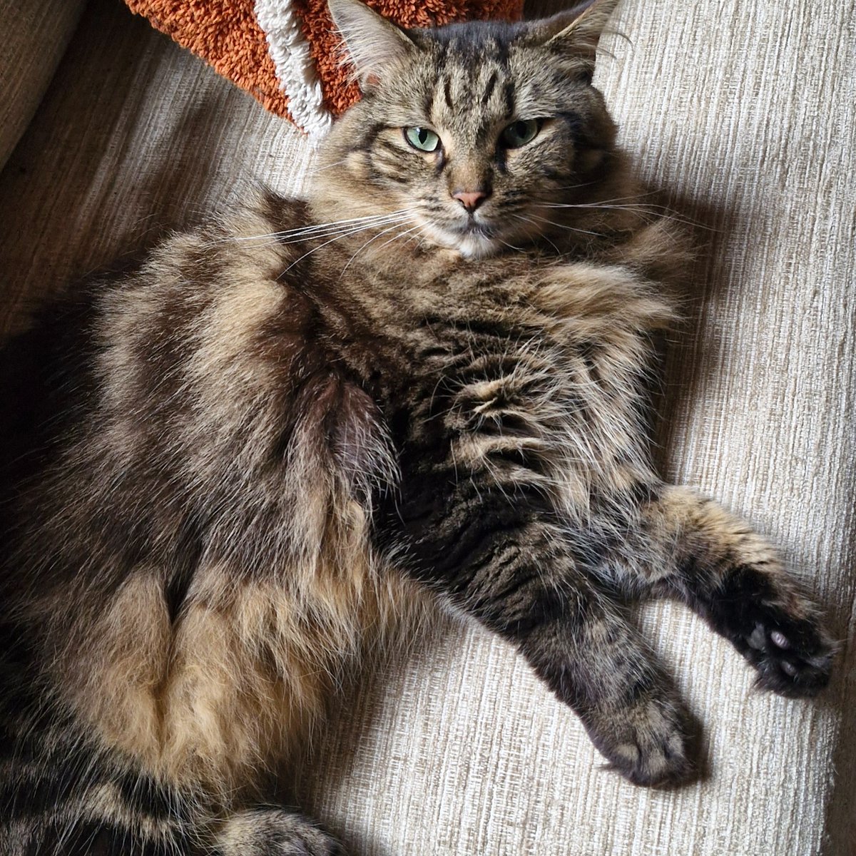 Tigers4Ever2010's tweet photo. Meet Harry, the massive, lovable Maine Coon of our Marketing and Communications Trustee, Donna! 🐾 Harry's fluffy charm is irresistible. Celebrate #CatDay with us and support @Tigers4Ever2010  to protect wild tigers! 🐅🌳  #TrusteeCats #Tigers4Ever https://t.co/4UL5nnXT45