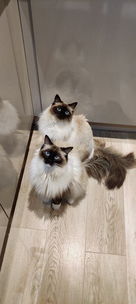 Rob Harris tweet media