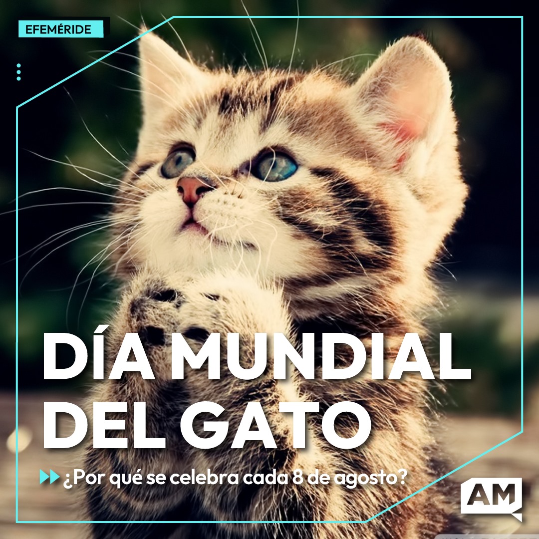 🐈 ¡DÍA DEL MUNDIAL DEL GATO! 😽

#UnDíaComoHoy Se celebra el Día Mundial del Gato en honor a los gatos domésticos. 🗓

📍 Nota Completa: noticiasam.com.ar/nota/1724/dia-…

#Efeméride #UnDíaComoHoy #DíaDelGato #NoticiasAM