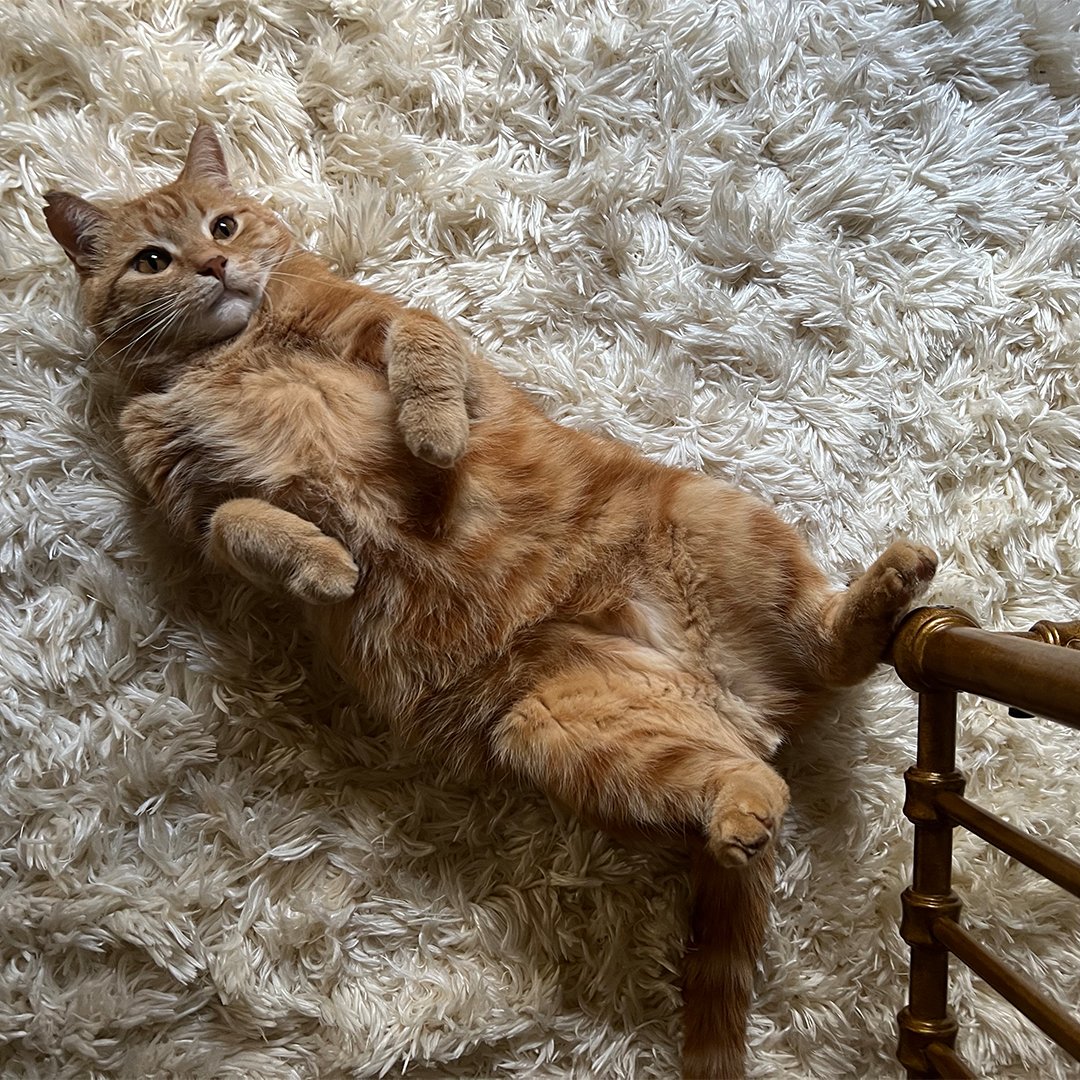 Happy #InternationalCatDay 😺
We're not 'kitten' around when it comes to celebrating our furry friends! Our purr-fect employees adore their #teppspets, and today, we're raising our paws to all the fabulous felines that bring joy to our lives.