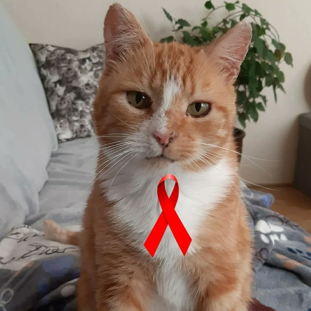 FreddieDeRoKa's tweet image. #internationalcatday 

#fivcat 
#fivpositive 
#fivpoesitief
#fivcatsneedhomestoo 
#adoptdontshop
