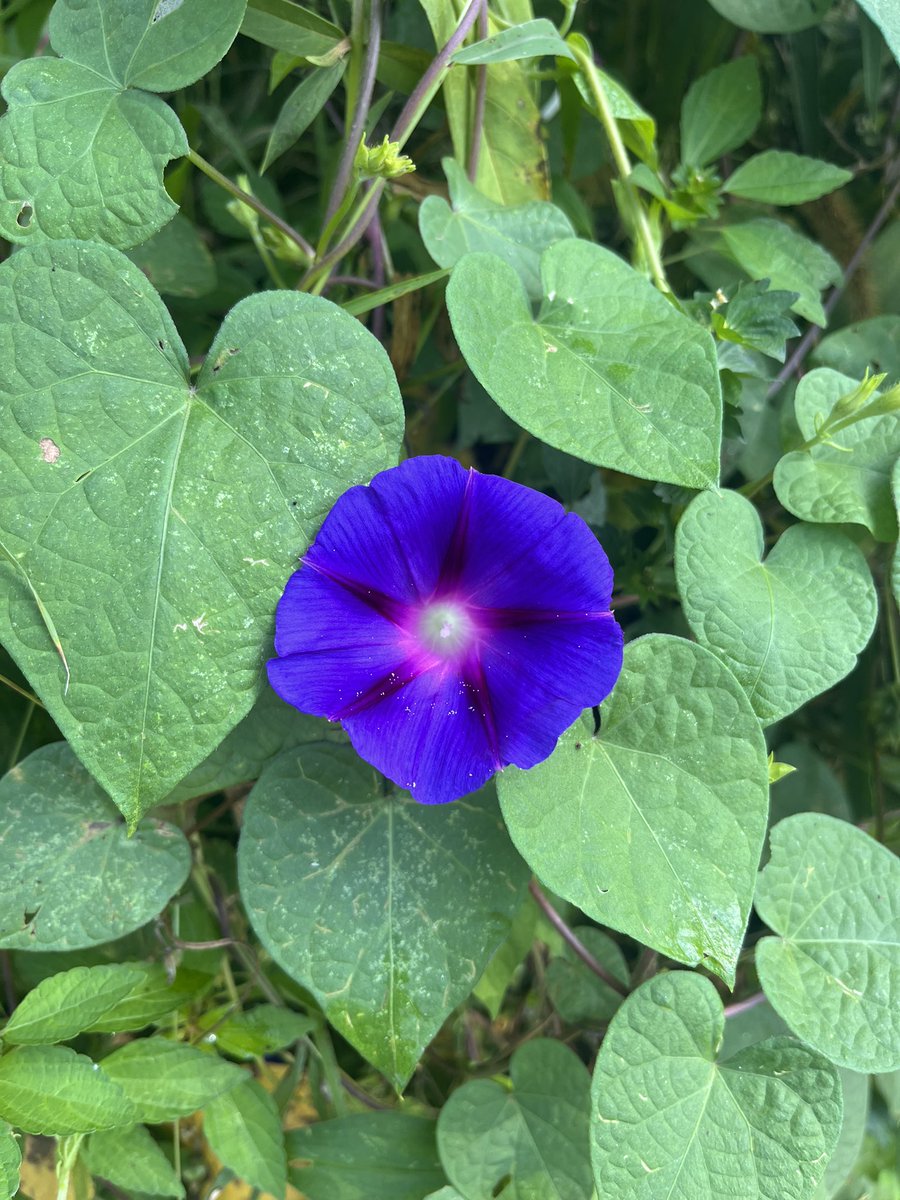 KimRoneyAVL's tweet image. I love seeing our repurposed &amp;amp; repurposable signs serving a next purpose! I’ll be back to enjoy more convo in Kenilworth and bring a painted rock to add to Bubba the snake. Want a #KimRoneyforAsheville #yardsign b4 the election Nov 5th? Link here for info: kimroney4asheville.com/contact/
