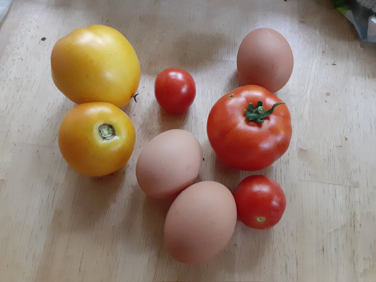 MarkSykes15's tweet photo. Today's take. The little ping pong-sized tomatoes volunteered one year,  been saving seeds and regrowing since. 
Hens are probably ready to stop laying and moult.  The pullets bought in May might not start until November. https://t.co/O9HkBbwDBK