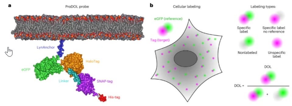 The Herten lab presents Protein-tag degree of labeling (ProDOL) , a versatile reference-based approach for experimentally determining the degree of target labeling for quantitative microscopy. nature.com/articles/s4159…