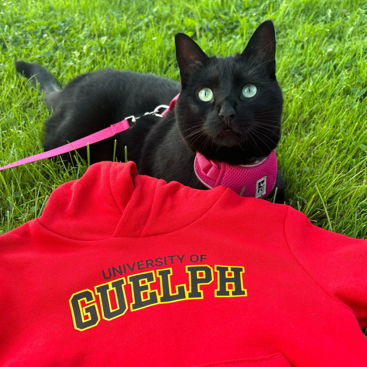 uofg's tweet photo. Celebrating #InternationalCatDay at #UofG with Penelope, the purrfect little Gryphon! 🐾😻 https://t.co/zBJTJWVZty