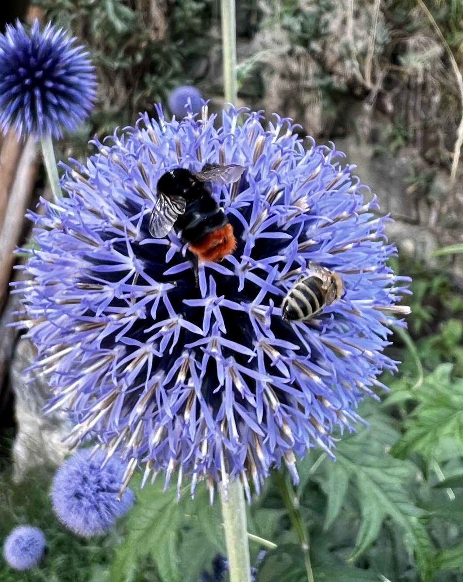 Pollinators at work😊