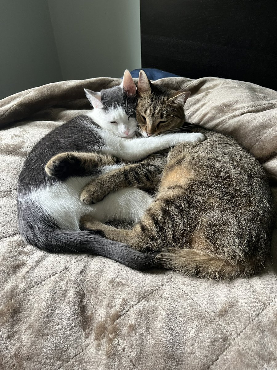 gregbernier's tweet photo. 😻😻 https://t.co/4FrewPOZpc