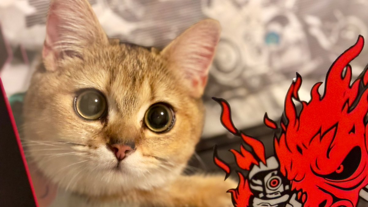 Not Saturday yet but…happy cat day 🥰