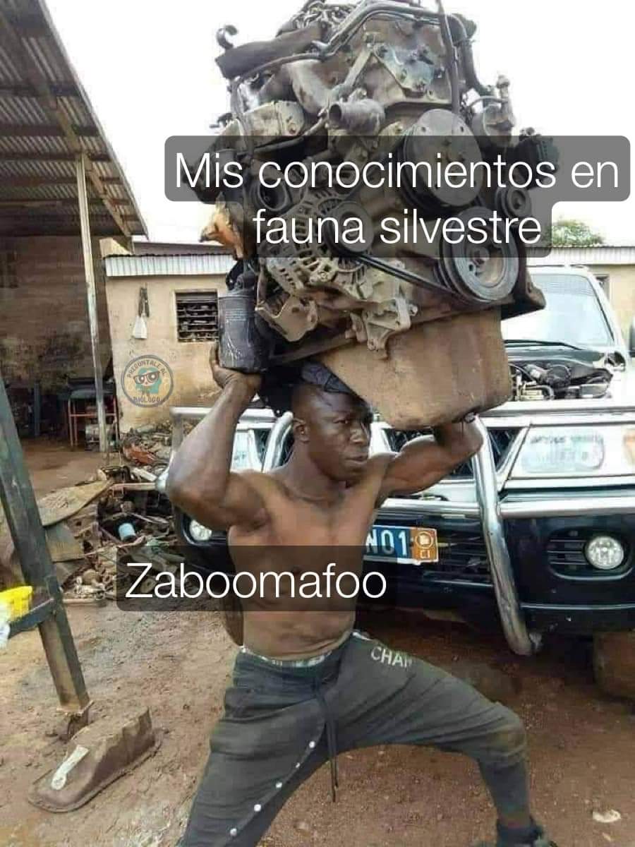 Memes Universidad Nacional (@nacional_memes) on Twitter photo 