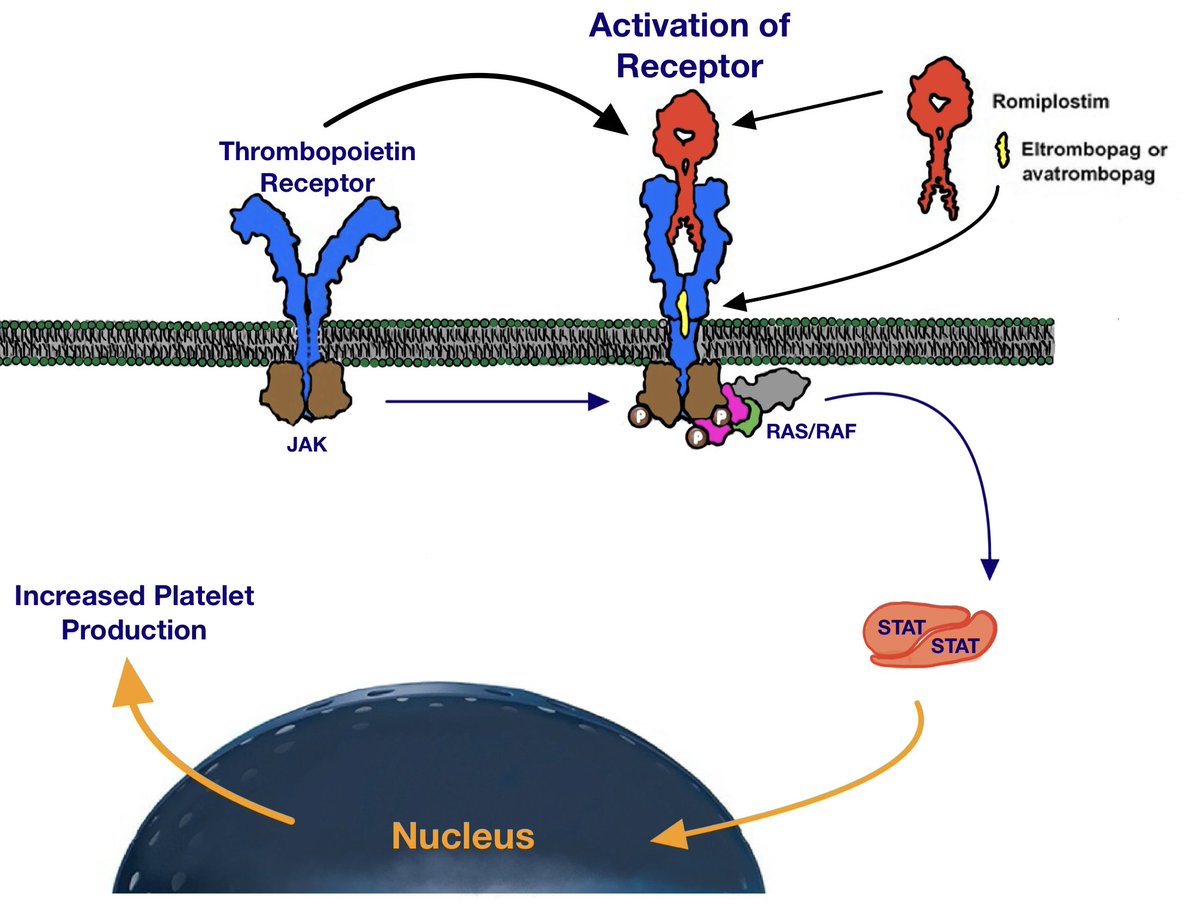 The mechanism of thrombopoietins (Romiplostim, Eltrombopag)
Used for ITP
Original art by Narek H!  <a href="/OBHBrookdaleIM/">Brookdale University Hospital IM Residency Program</a>