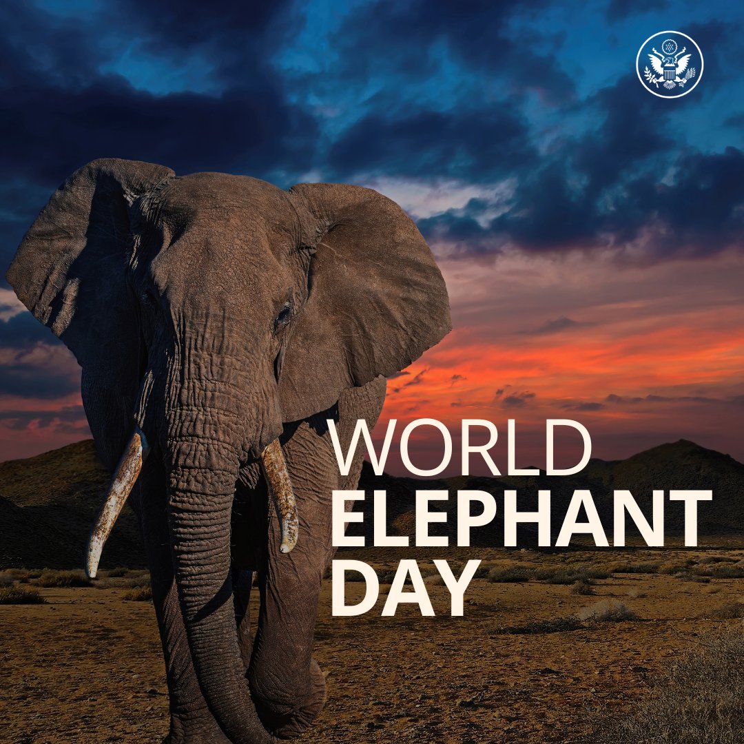 U.S. Department of State | Science Diplomacy USA (@scidiplomacyusa) on Twitter photo Happy #WorldElephantDay! The OES team works with partners and communities around the world to conserve nature and #EndWildlifeTrafficking. The good news is that elephant populations now appear stable or increasing in some countries in southern Africa! 🐘🔗shorturl.at/L7csh Happy #WorldElephantDay! The OES team works with partners and communities around the world to conserve nature and #EndWildlifeTrafficking. The good news is that elephant populations now appear stable or increasing in some countries in southern Africa! 🐘🔗shorturl.at/L7csh