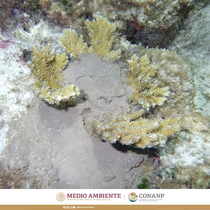 CONANP_mx's tweet photo. Compañeras y compañeros del Parque Nacional Costa Occidental de #IslaMujeres, Punta Cancún y Punta Nizuc apoyó en actividades de poda y siembra de corales en el Parque Nacional #IslaContoy. 🪸
#ConservarParaVivir 🌿🌊🐠🐙🦀🐚🫧 https://t.co/TsIIT8YK7r