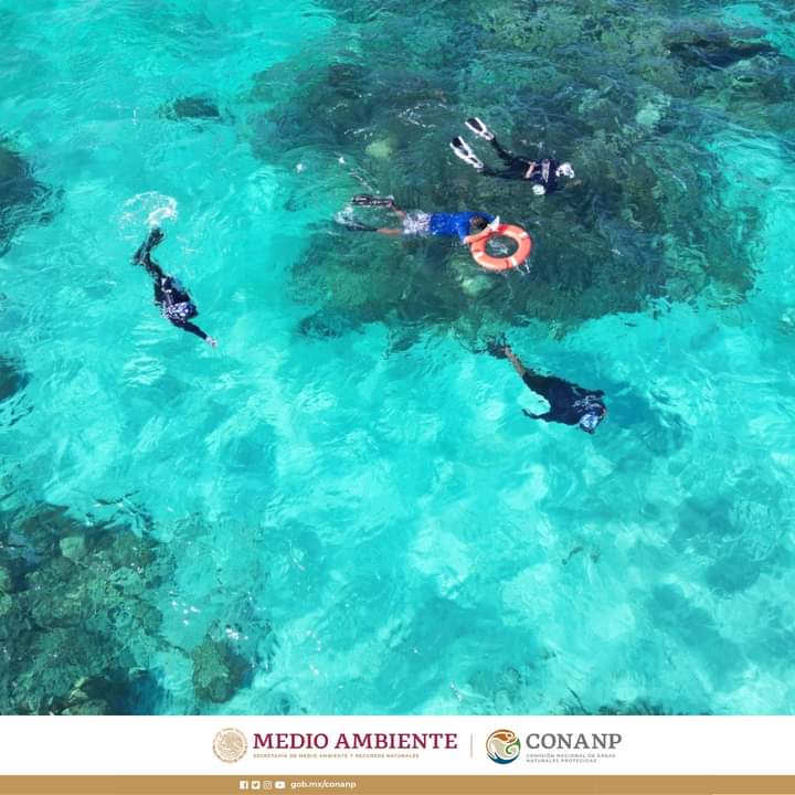 CONANP_mx's tweet photo. Compañeras y compañeros del Parque Nacional Costa Occidental de #IslaMujeres, Punta Cancún y Punta Nizuc apoyó en actividades de poda y siembra de corales en el Parque Nacional #IslaContoy. 🪸
#ConservarParaVivir 🌿🌊🐠🐙🦀🐚🫧 https://t.co/TsIIT8YK7r