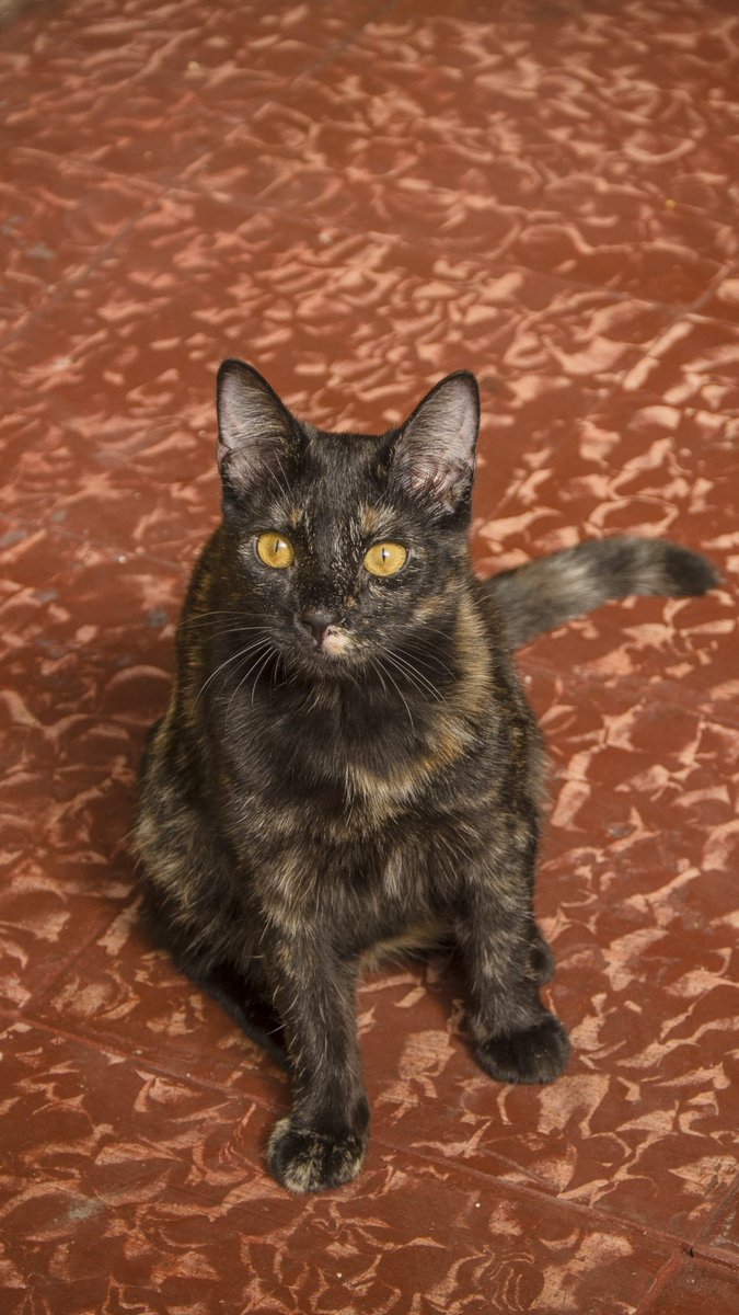 alexised867's tweet photo. Mi gatita Tuca. Feliz dia. #DiaDelGato https://t.co/NOBrTBNNe6