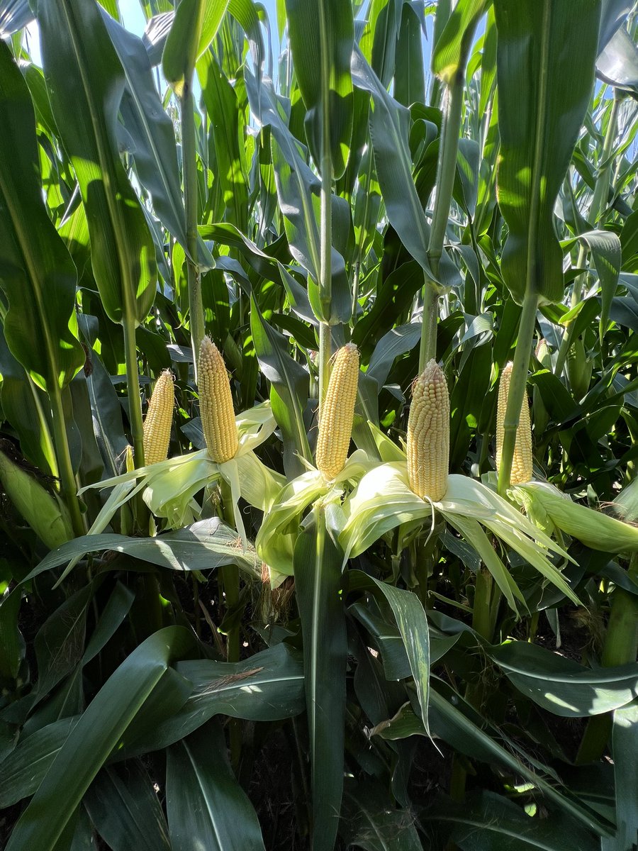 Channel 210-08VT2P in McHenry Co Illinois 😳 This products likes moving north into the 105RM zone! <a href="/ChannelSeedNIL/">Channel N. Illinois</a>