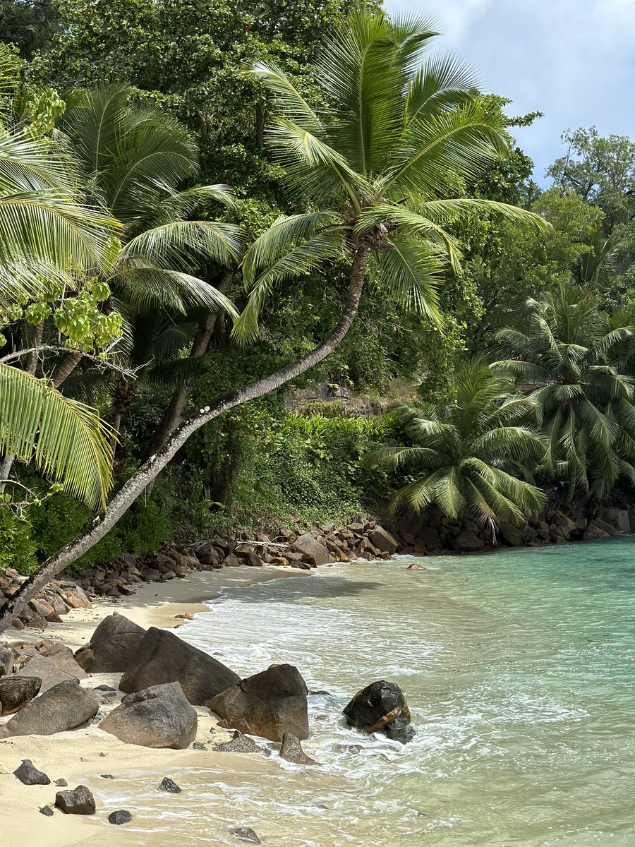 FatimahMuz's tweet photo. Tropical island vibes 🏝️♥️ https://t.co/l4zomC6eB8