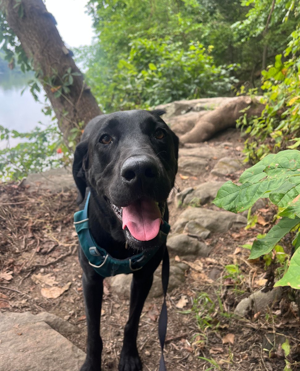 Pant_and_Wag's tweet image. Getting Coco, the American labrador, out of the concrete jungle and into the woods is essential for her mental and physical health.

#dcdogs #georgetowndogs #dogsofgeorgetown #georgetowndc #pantandwag #lab #labrador #blacklab #americanlab #caninefitness #dogadventures