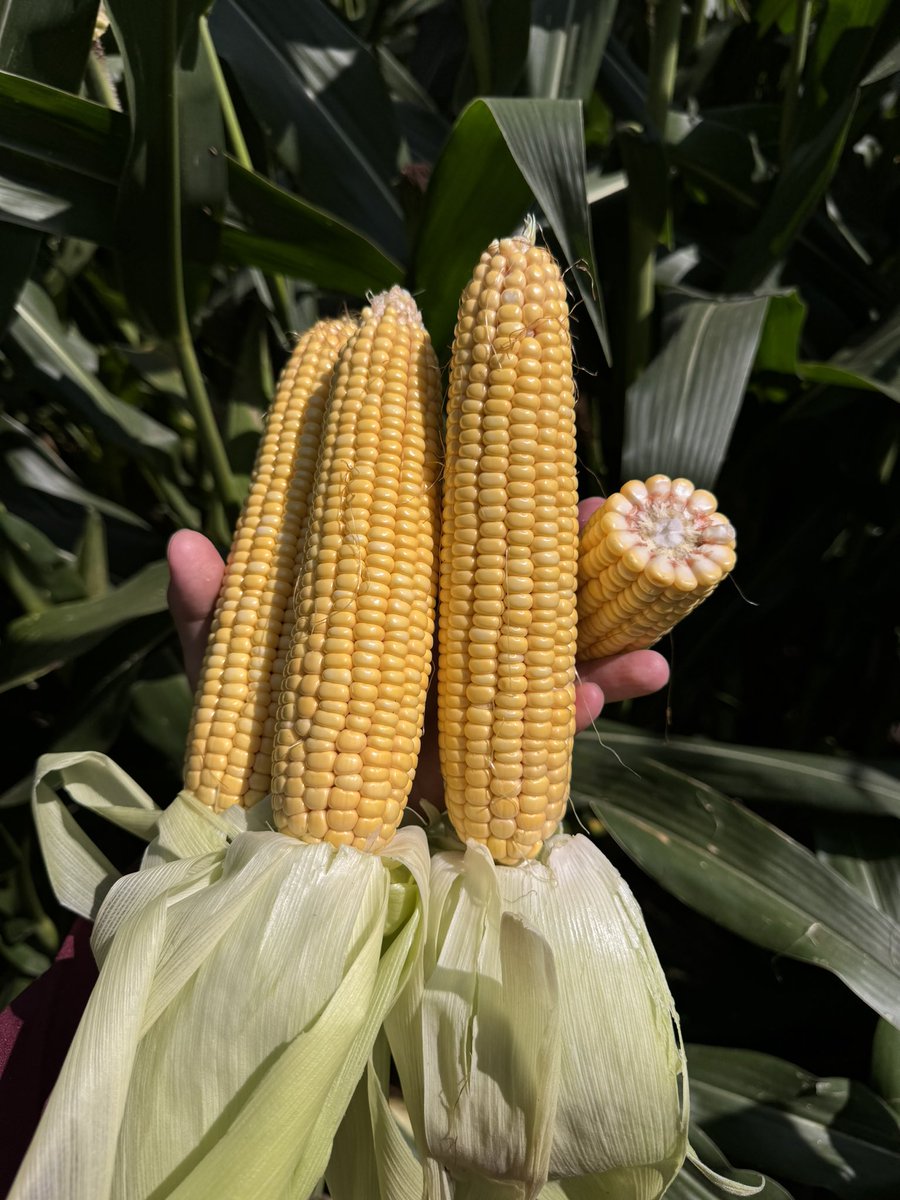 AlexieSchroede1's tweet photo. A nice morning looking at some good corn 💪🏼 @BrevantseedsUS NEW B13C49V and B12H48PCE bringing new traits, new herbicide tolerances, and a new level of yield potential! https://t.co/3jYZRicAJs