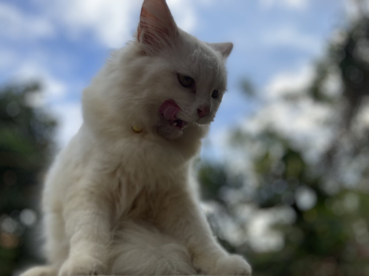 roylanium's tweet photo. #InternationalCatDay2024 https://t.co/WVmTmDQDVi