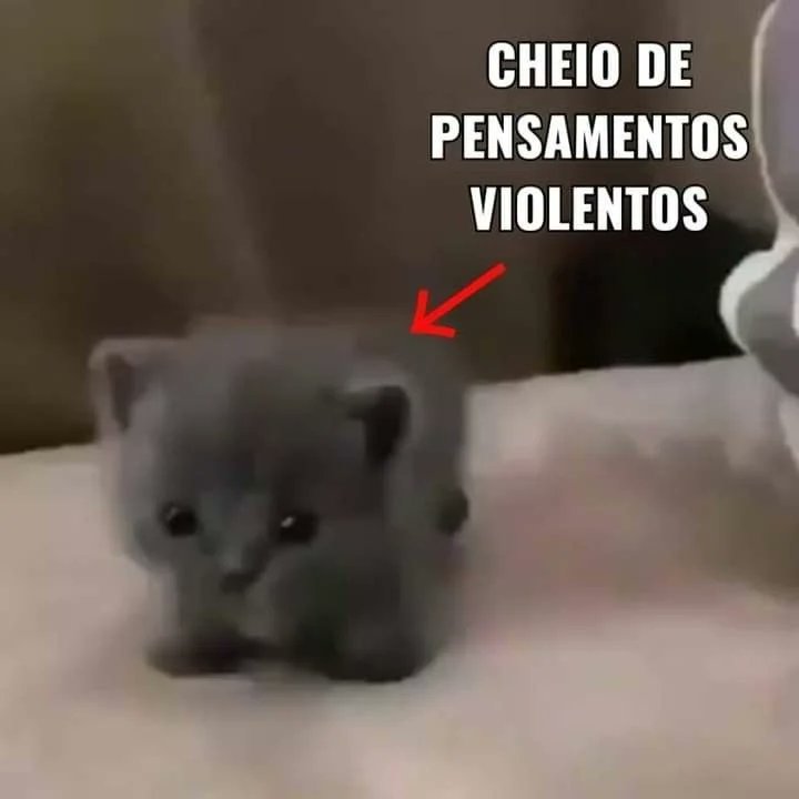 perfil dedicado a gatinhos e peitos (@odeiootaco) on Twitter photo 